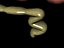 intestines.3ds