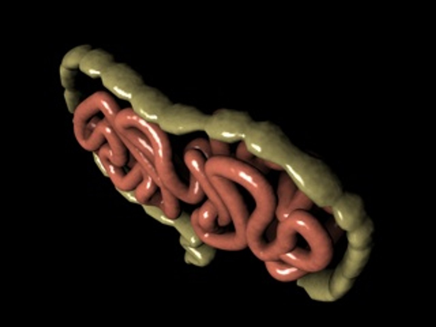 intestines small 3d 3ds https://p.turbosquid.com/ts-thumb/Xx/4qC4fK/VAYzqOAV/intestinescreenshot4/jpg/1210607498/1920x1080/fit_q87/9a1517bea83d48bf452d21d966c363967a933d25/intestinescreenshot4.jpg