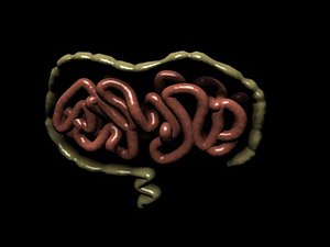 intestines.3ds