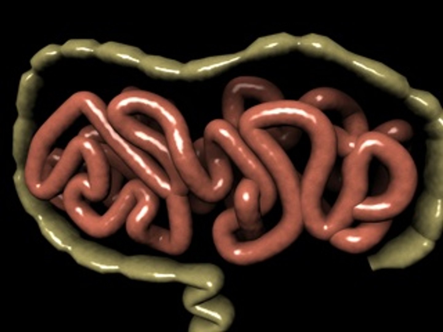 intestines small 3d 3ds https://p.turbosquid.com/ts-thumb/Xx/4qC4fK/vduKueUz/intestinescreenshot3/jpg/1210607495/1920x1080/fit_q87/f1bf487e09053da23dbccb94d199eacd1012538a/intestinescreenshot3.jpg