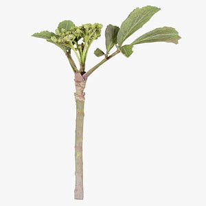 Sambucus Racemosa Red Elderberry Viburnaceae Sprout 1 Remastered 3D