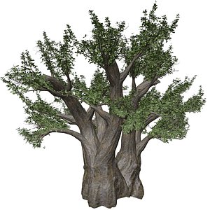 African Baobab Tree - 03 - 3D model