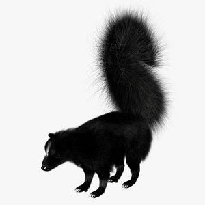 Striped Skunk