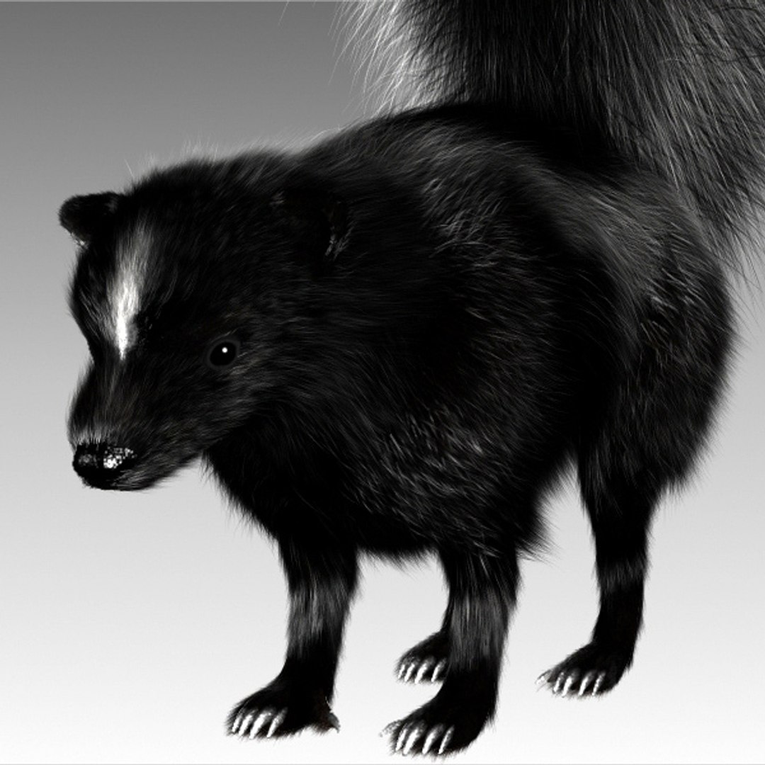 3dsmax white stripes skunk https://p.turbosquid.com/ts-thumb/Xx/OhyOaf/rTZG02I3/skunk5/jpg/1323018366/1920x1080/fit_q87/dd1600a975d909d6c8e7b8dd6c2b804cc95bfc1b/skunk5.jpg