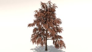 delonix tree 3D model