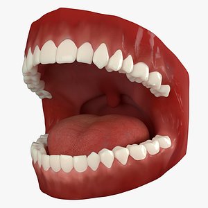 3D Mouth Animated v2 Vray