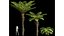 Felce Spinulosa decorativa 3 alberi