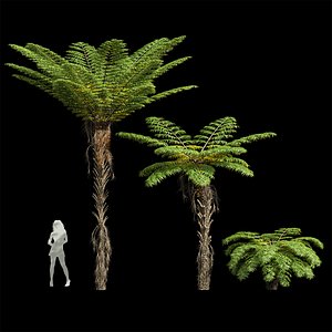 3D Spinulosa Fern Decorative 3 trees model