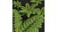 Felce Spinulosa decorativa 3 alberi