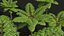 Felce Spinulosa decorativa 3 alberi