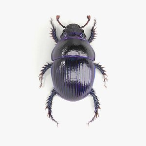 3d scarab beetle