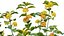 Lantana camara