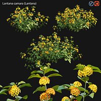 Lantana camara