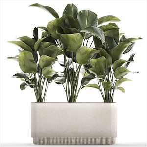 3D model Beautiful Plant Bush Calathea Lutea Flowerpot 1309