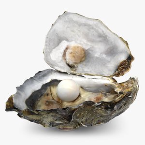 Oyster with Pearl 2 model
