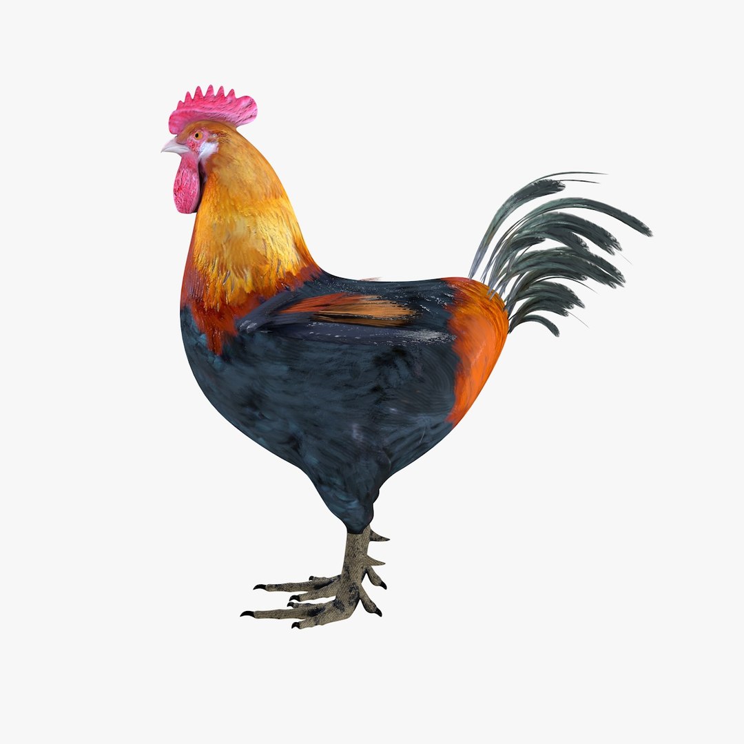 Bird rooster model - TurboSquid 1536949