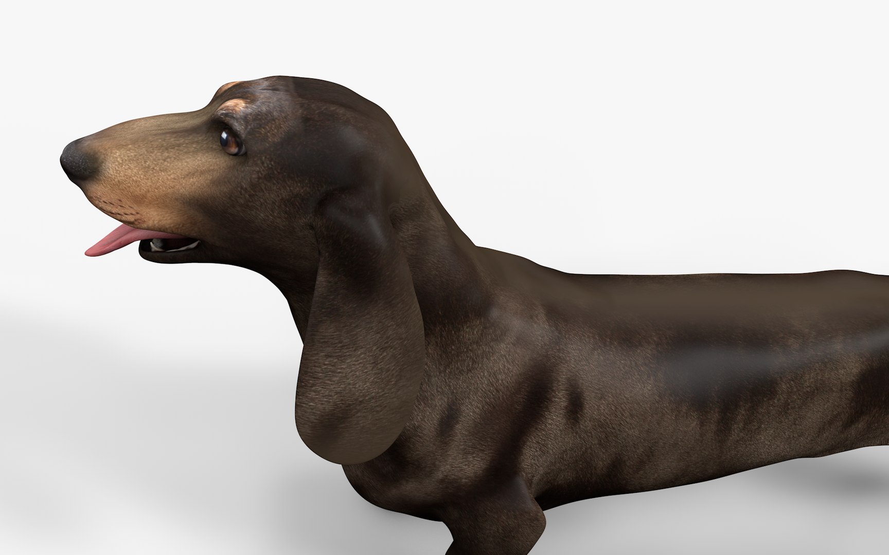 Dachshund Rigged L1802 model https://p.turbosquid.com/ts-thumb/Xy/sDWhg9/7y/05/png/1663785638/1920x1080/fit_q87/7589f5e4d8261b693f9aa3ca0a143dd2381d504c/05.jpg