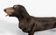 Dachshund equipado L1802