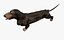 Dachshund equipado L1802