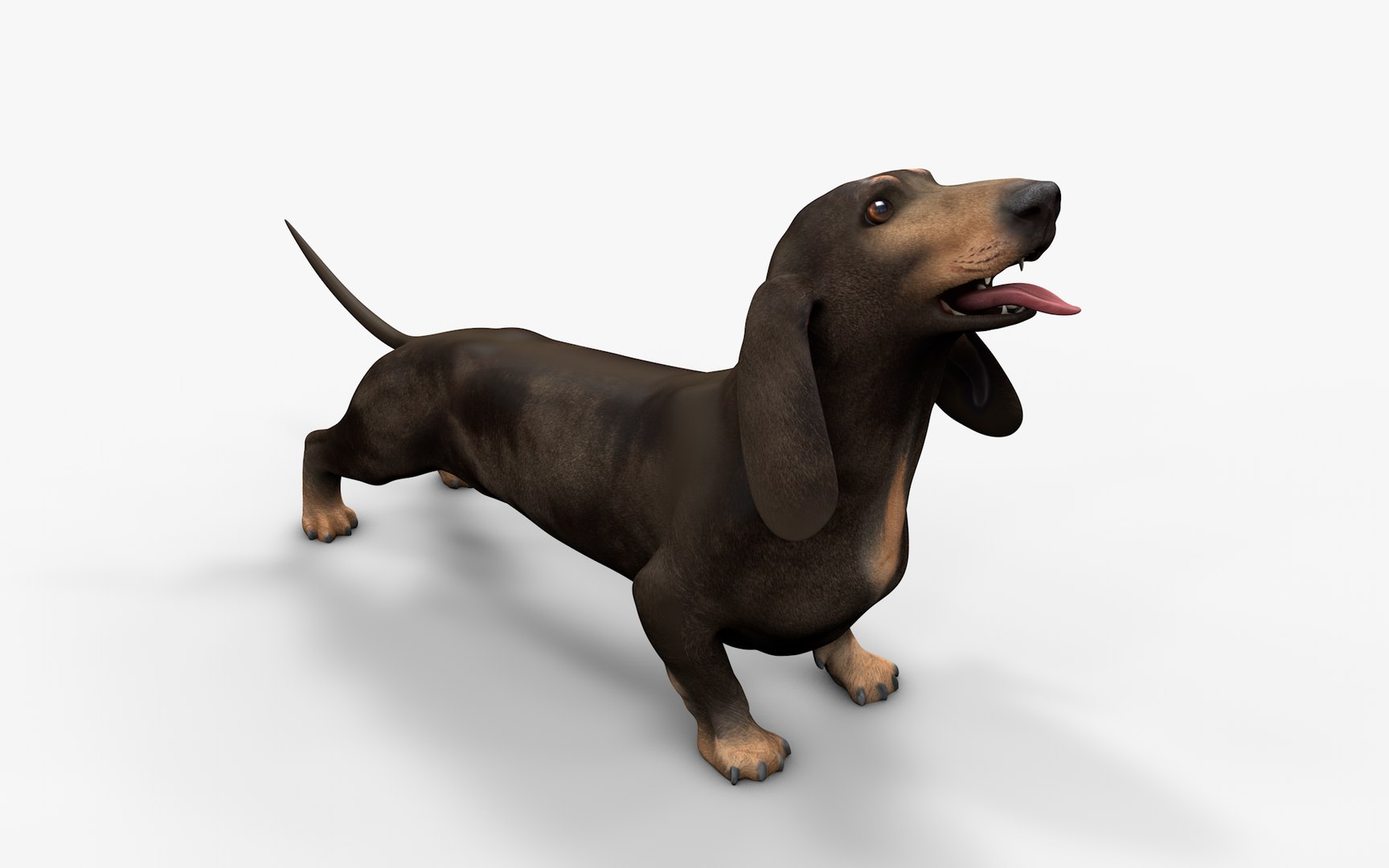 Dachshund Rigged L1802 model https://p.turbosquid.com/ts-thumb/Xy/sDWhg9/Lm/03_i2/png/1663785633/1920x1080/fit_q87/099b81238ae43082f76794600aa453a82f4e8f4c/03_i2.jpg