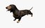 Dachshund equipado L1802