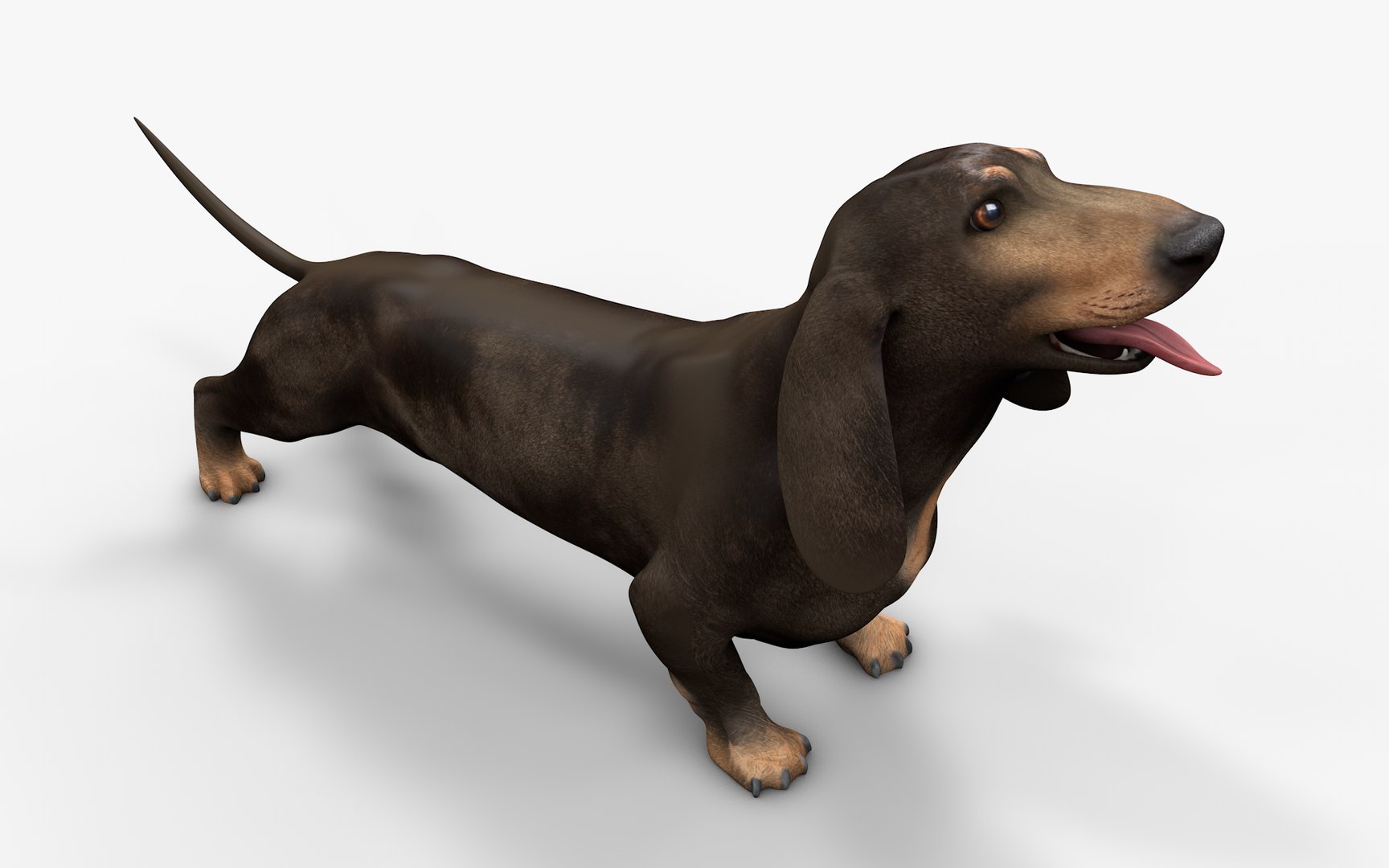 Dachshund Rigged L1802 model https://p.turbosquid.com/ts-thumb/Xy/sDWhg9/in/11_i10/png/1663785646/1920x1080/fit_q87/13a7497cc5b8895ae8dc4be8f64d6994805ba571/11_i10.jpg