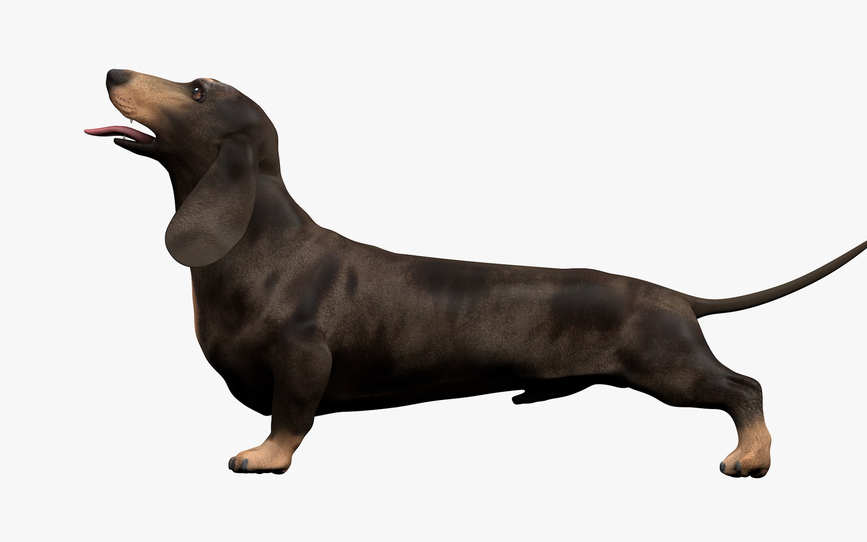 Dachshund Rigged L1802 model https://p.turbosquid.com/ts-thumb/Xy/sDWhg9/rw/10_i9/png/1663785645/1920x1080/fit_q87/b0bc17220ceb860cdc1c7b6903df5b1761d100fe/10_i9.jpg