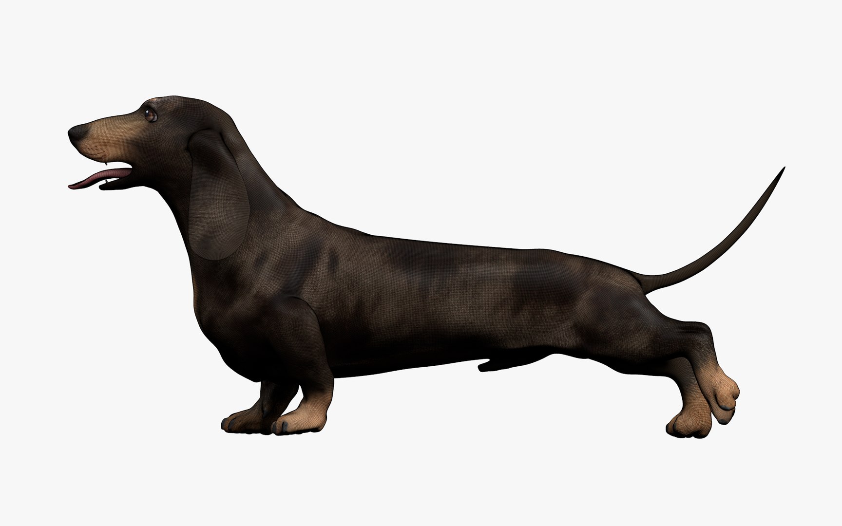 Dachshund Rigged L1802 model https://p.turbosquid.com/ts-thumb/Xy/sDWhg9/vU/06_0040/png/1663785639/1920x1080/fit_q87/390a0ecf807a51a5a514a71af187ca634889d5f7/06_0040.jpg