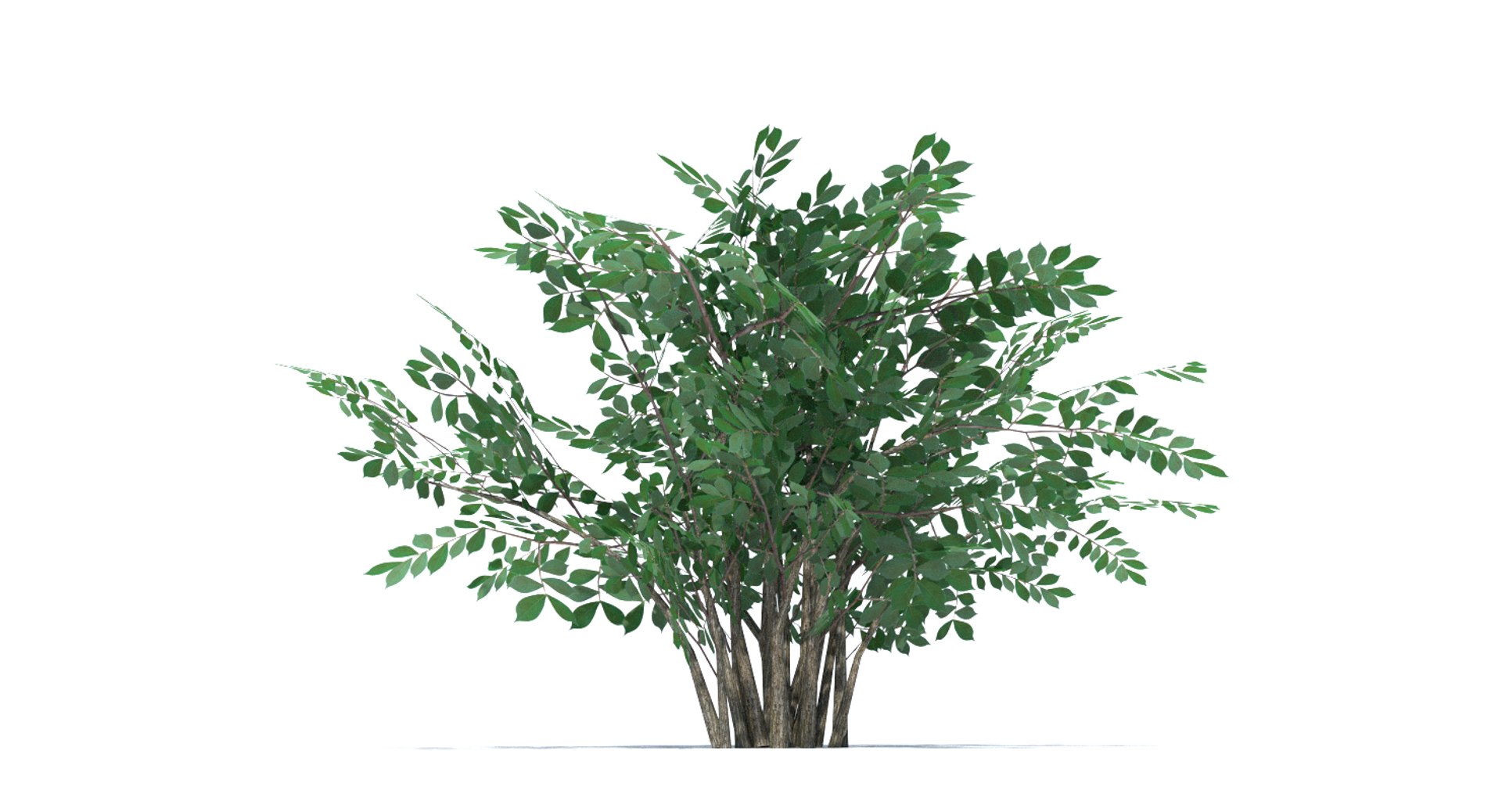 bush summer winter 3d model https://p.turbosquid.com/ts-thumb/Xz/Bn074S/a454wVci/thumbnail_3/png/1442254423/1920x1080/fit_q87/a62aca752336f449e4f2d5da5369154a9a561519/thumbnail_3.jpg