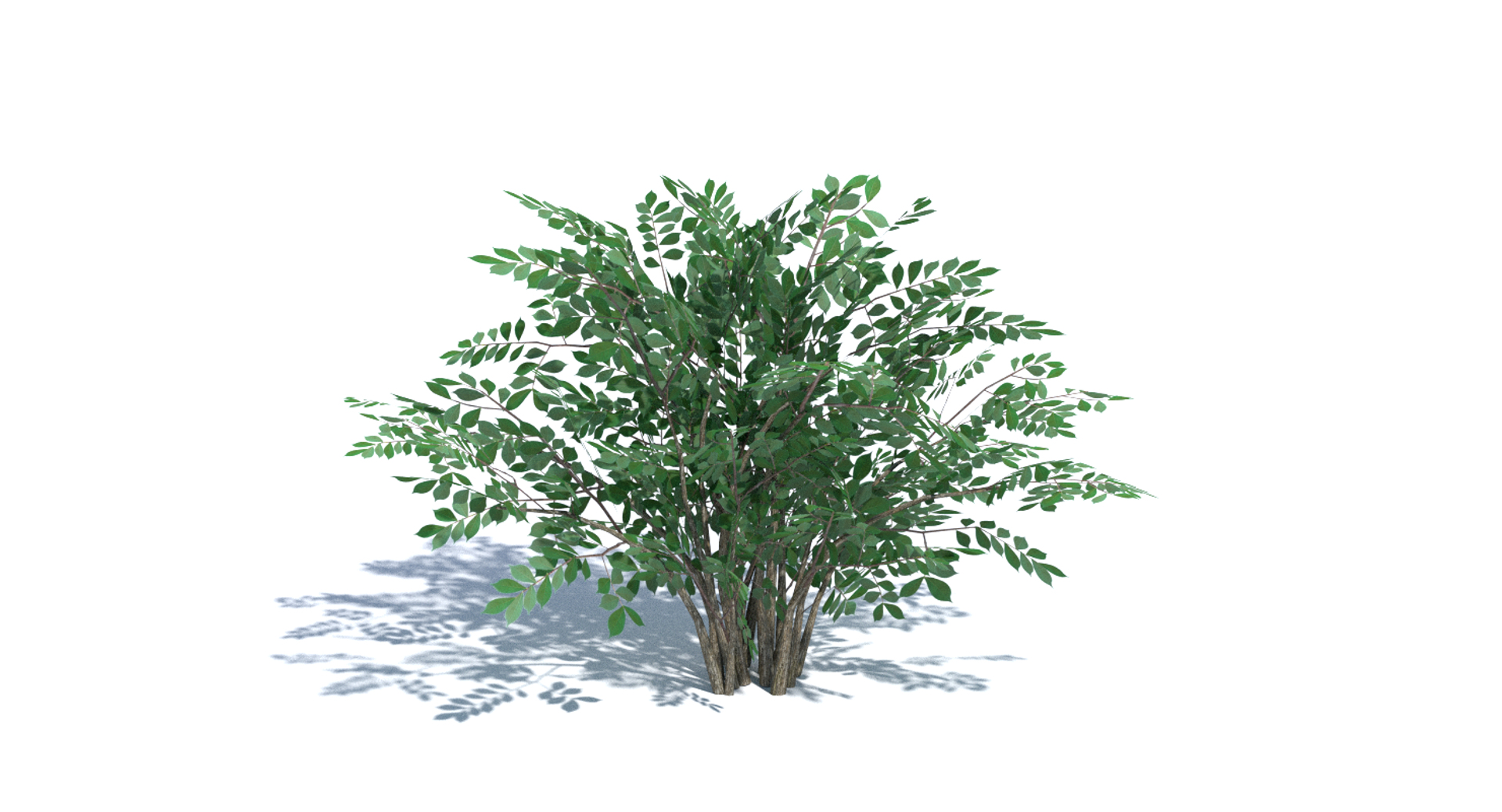 bush summer winter 3d model https://p.turbosquid.com/ts-thumb/Xz/Bn074S/aNaHnC82/images/png/1442254882/1920x1080/turn_fit_q99/b5cb6668d6d3cc4e195469fce21a0f4ba7865cb8/images-1.jpg
