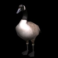 3D Canadian Goose