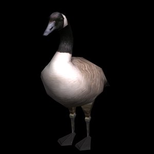 canadian goose 3d max