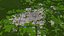 Springfield City