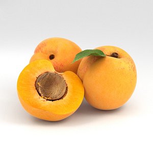 apricot food fruit 3D model