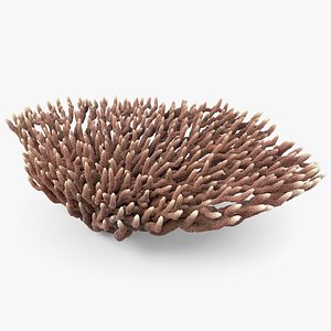 Acropora Coral M 02 model