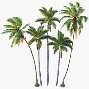 AV Cocos Nucifera Windy and Roystonea Regia palm trees