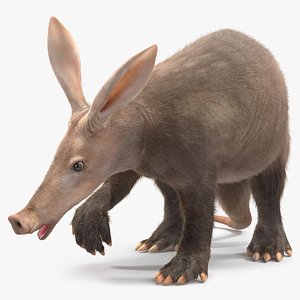 Aardvark Fur Rigged