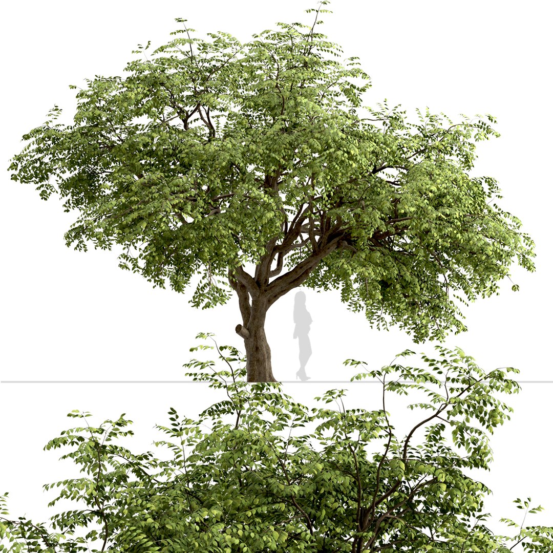 3D Set Of Golden Rain Or Koelreuteria Paniculata Trees - 2 Trees Model ...