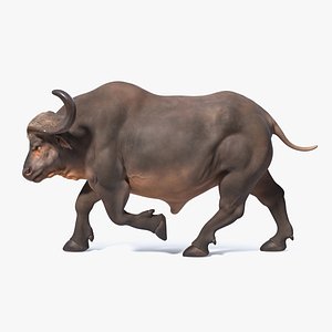 3D cape buffalo african rigged animal model