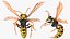 wasp attacking pose 3D model
