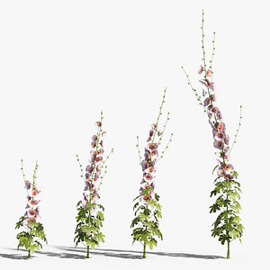 Hollyhock Alcea Rosea