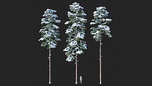 3D Pine Set 01 Snow version