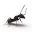 insects big 4 collections 3D model