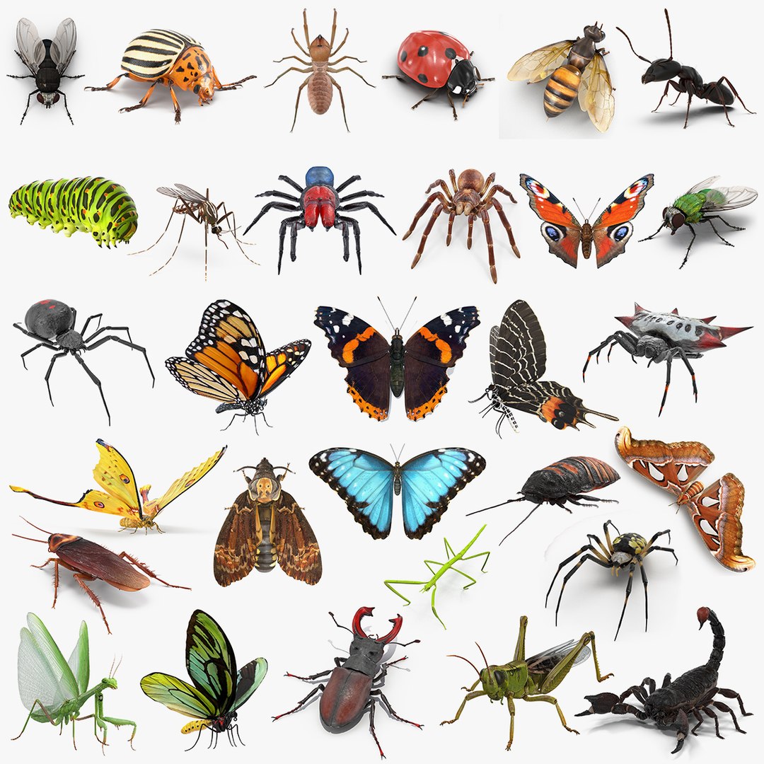 Insects Big Collection 4 3D model preview