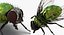 insects big 4 collections 3D model