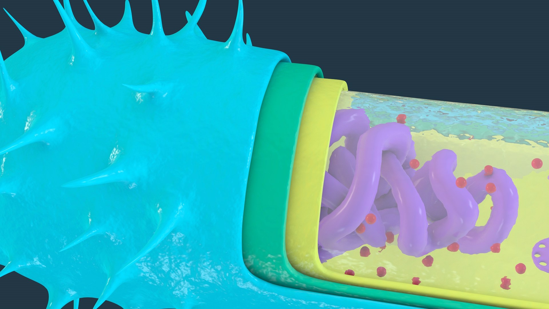 bacterial cell structure 3d
