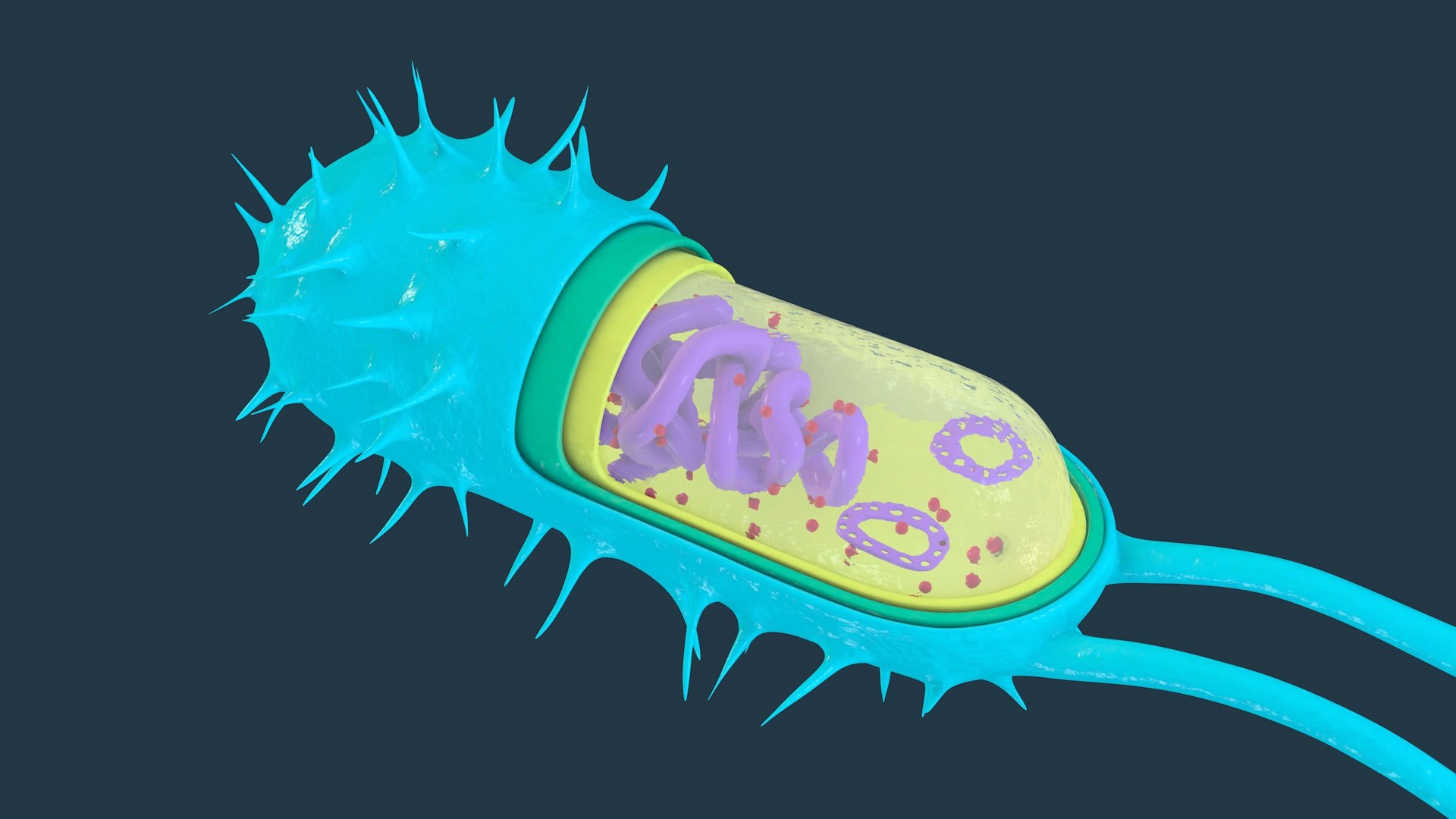 3D Bacterial Cell Structure Model - TurboSquid 2020801