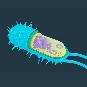 Bacteria 3D Models for Download | TurboSquid