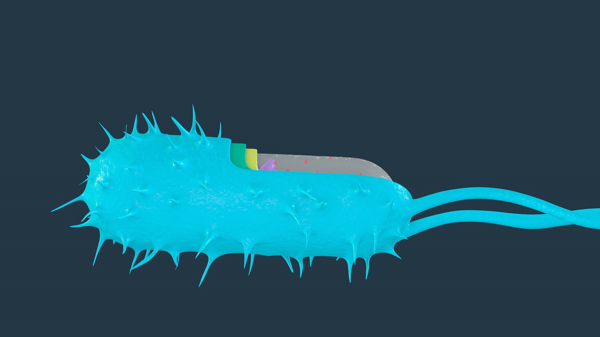 3D Bacterial Cell Structure model - TurboSquid 2020801