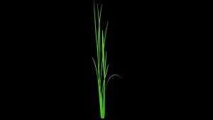 PADDY PLANT 2 FINAL  TEXTURE MAX 2015 3D model